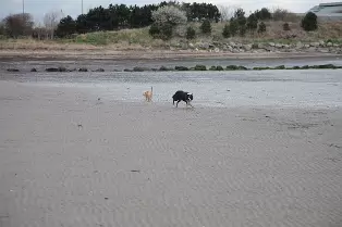 SANDYMOUNT STRAND AS IT WAS IN 2008 [AVOID THE END NEAREST MERRION STRAND EVEN NOW IN 2024]-235972-1