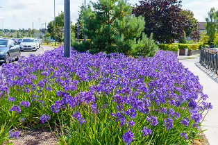 AN ATTRACTIVE COLLECTION OF MICRO GARDENS AND POCKET PARKS [ON LOWER KILMACUD ROAD]-239070-1