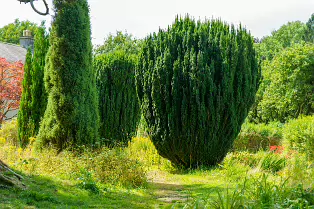 THE ROCK GARDEN WITHIN THE JUNIOR GARDEN [MAYNOOTH COLLEGE CAMPUS]-237740-1