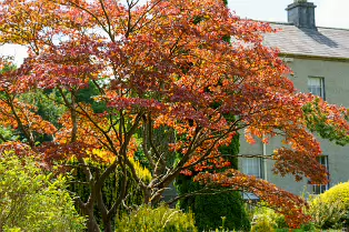 THE ROCK GARDEN WITHIN THE JUNIOR GARDEN [MAYNOOTH COLLEGE CAMPUS]-237742-1