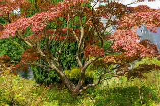 THE ROCK GARDEN WITHIN THE JUNIOR GARDEN [MAYNOOTH COLLEGE CAMPUS]-237745-1