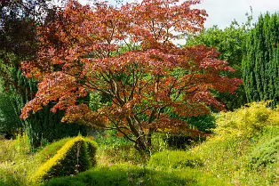 THE ROCK GARDEN WITHIN THE JUNIOR GARDEN [MAYNOOTH COLLEGE CAMPUS]-237751-1