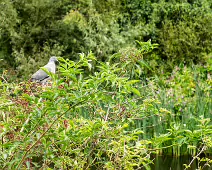 THE NEWBRIDGE SECTION OF THE LIFFEY LINEAR PARK INCLUDES A FAIRY WALK [14 AUGUST 2024]-238665-1