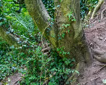 THE NEWBRIDGE SECTION OF THE LIFFEY LINEAR PARK INCLUDES A FAIRY WALK [14 AUGUST 2024]-238674-1