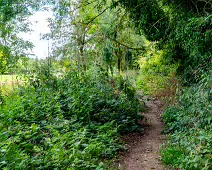 THE NEWBRIDGE SECTION OF THE LIFFEY LINEAR PARK INCLUDES A FAIRY WALK [14 AUGUST 2024]-238677-1