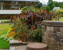 FLOWERS AT THE BOTANIC GARDENS IN GLASNEVIN [SCULPTURE IN CONTEXT 2024 WAS CANCELLED]-239410-1