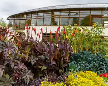 FLOWERS AT THE BOTANIC GARDENS IN GLASNEVIN [SCULPTURE IN CONTEXT 2024 WAS CANCELLED]-239412-1