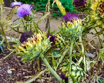 THE FRUIT AND VEGETABLE GARDEN [BOTANIC GARDENS DUBLIN]-239422-1