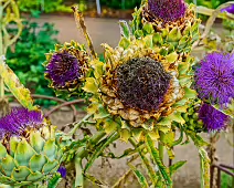 THE FRUIT AND VEGETABLE GARDEN [BOTANIC GARDENS DUBLIN]-239423-1