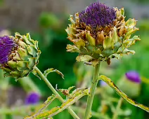 THE FRUIT AND VEGETABLE GARDEN [BOTANIC GARDENS DUBLIN]-239424-1