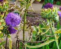 THE FRUIT AND VEGETABLE GARDEN [BOTANIC GARDENS DUBLIN]-239425-1