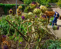 THE FRUIT AND VEGETABLE GARDEN [BOTANIC GARDENS DUBLIN]-239427-1