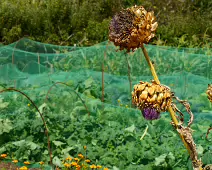 THE FRUIT AND VEGETABLE GARDEN [BOTANIC GARDENS DUBLIN]-239428-1