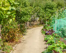 THE FRUIT AND VEGETABLE GARDEN [BOTANIC GARDENS DUBLIN]-239430-1