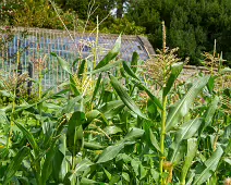 THE FRUIT AND VEGETABLE GARDEN [BOTANIC GARDENS DUBLIN]-239433-1