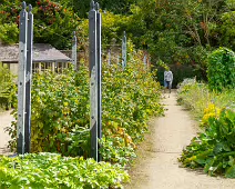 THE FRUIT AND VEGETABLE GARDEN [BOTANIC GARDENS DUBLIN]-239435-1