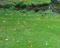 THE POND AREA OF THE BOTANIC GARDENS [28 AUGUST 2024]--239349-1