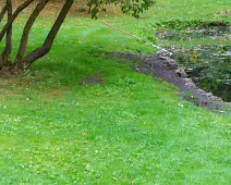 THE POND AREA OF THE BOTANIC GARDENS [28 AUGUST 2024]--239353-1