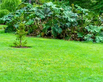 THE POND AREA OF THE BOTANIC GARDENS [28 AUGUST 2024]--239366-1