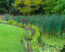 THE POND AREA OF THE BOTANIC GARDENS [28 AUGUST 2024]--239374-1