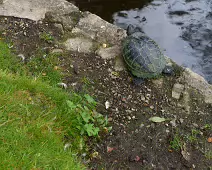 THE TURTLES ARE STILL HERE [THE POND AREA OF THE BOTANIC GARDENS]-239317-1