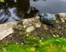 THE TURTLES ARE STILL HERE [THE POND AREA OF THE BOTANIC GARDENS]-239318-1