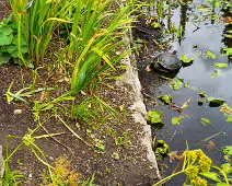 THE TURTLES ARE STILL HERE [THE POND AREA OF THE BOTANIC GARDENS]-239319-1