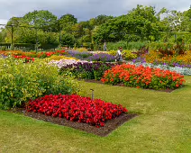 FLOWERS AT THE BOTANIC GARDENS IN GLASNEVIN [SCULPTURE IN CONTEXT 2024 WAS CANCELLED]-239408-1