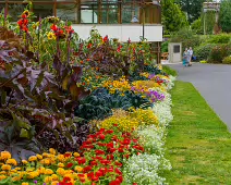 FLOWERS AT THE BOTANIC GARDENS IN GLASNEVIN [SCULPTURE IN CONTEXT 2024 WAS CANCELLED]-239411-1