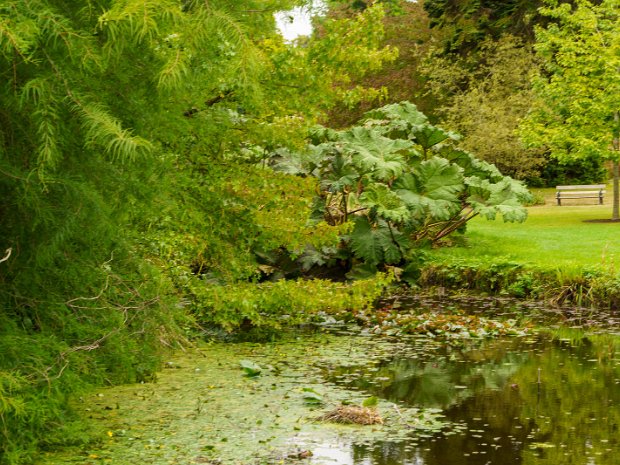 POND AREA The pond area and the Dodder River: These two water bodies play a crucial role in shaping the landscape and ecological...