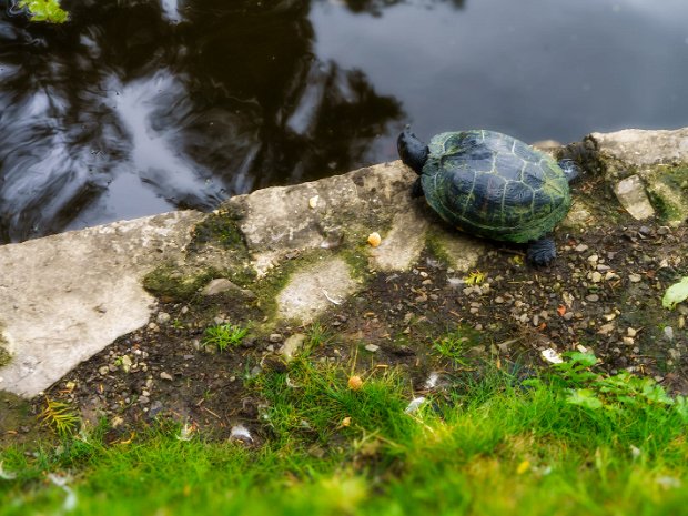 THE TURTLES Today I visited the Botanic Gardens and saw two turtles one was small while to other was much larger. I first noticed...