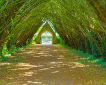 THE ENTRANCE TO ST. PATRICK'S CEMETERY AT MAYNOOTH UNIVERSITY [FEATURING A SHADED TUNNEL OF INTERLOCKING YEW TREES]-237729-1