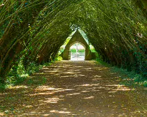 THE ENTRANCE TO ST. PATRICK'S CEMETERY AT MAYNOOTH UNIVERSITY [FEATURING A SHADED TUNNEL OF INTERLOCKING YEW TREES]-237731-1