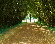 THE ENTRANCE TO ST. PATRICK'S CEMETERY AT MAYNOOTH UNIVERSITY [FEATURING A SHADED TUNNEL OF INTERLOCKING YEW TREES]-237733-1