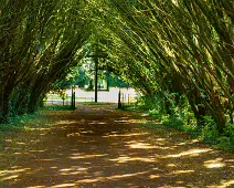 THE ENTRANCE TO ST. PATRICK'S CEMETERY AT MAYNOOTH UNIVERSITY [FEATURING A SHADED TUNNEL OF INTERLOCKING YEW TREES]-237735-1