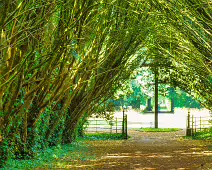 THE ENTRANCE TO ST. PATRICK'S CEMETERY AT MAYNOOTH UNIVERSITY [FEATURING A SHADED TUNNEL OF INTERLOCKING YEW TREES]-237736-1