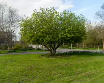 ST PATRICK'S COLLEGE IN MAYNOOTH [COUNTY KILDARE]-223090-1