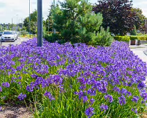 AN ATTRACTIVE COLLECTION OF MICRO GARDENS AND POCKET PARKS [ON LOWER KILMACUD ROAD]-239070-1