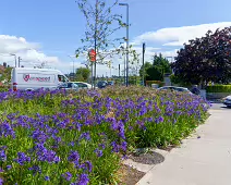 AN ATTRACTIVE COLLECTION OF MICRO GARDENS AND POCKET PARKS [ON LOWER KILMACUD ROAD]-239072-1