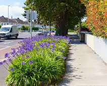 AN ATTRACTIVE COLLECTION OF MICRO GARDENS AND POCKET PARKS [ON LOWER KILMACUD ROAD]-239073-1