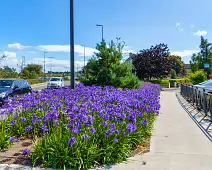 AN ATTRACTIVE COLLECTION OF MICRO GARDENS AND POCKET PARKS [ON LOWER KILMACUD ROAD]-239074-1