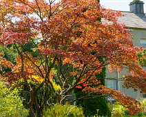 THE ROCK GARDEN WITHIN THE JUNIOR GARDEN [MAYNOOTH COLLEGE CAMPUS]-237742-1