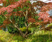 THE ROCK GARDEN WITHIN THE JUNIOR GARDEN [MAYNOOTH COLLEGE CAMPUS]-237745-1