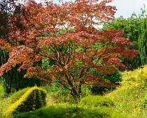 THE ROCK GARDEN WITHIN THE JUNIOR GARDEN [MAYNOOTH COLLEGE CAMPUS]-237751-1