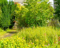 THE ROCK GARDEN WITHIN THE JUNIOR GARDEN [MAYNOOTH COLLEGE CAMPUS]-237754-1