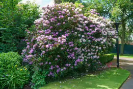 THE BELFAST BOTANIC GARDENS [PHOTOGRAPHED MAY 2017]-235428-1