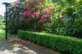 THE BELFAST BOTANIC GARDENS [PHOTOGRAPHED MAY 2017]-235429-1