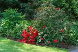 THE BELFAST BOTANIC GARDENS [PHOTOGRAPHED MAY 2017]-235434-1