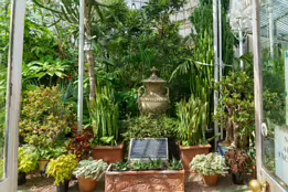 THE MAIN GLASSHOUSE AT BELFAST BOTANIC GARDENS [PHOTOGRAPHED MAY 2017]-235411-1 THE MAIN GLASSHOUSE