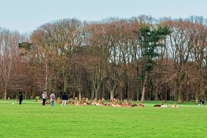 THE DEER HERD